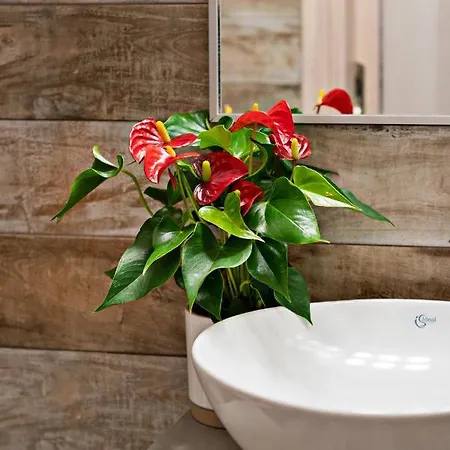 Lejlighed Rooftop Apartment,in The Heart Of Old Town!